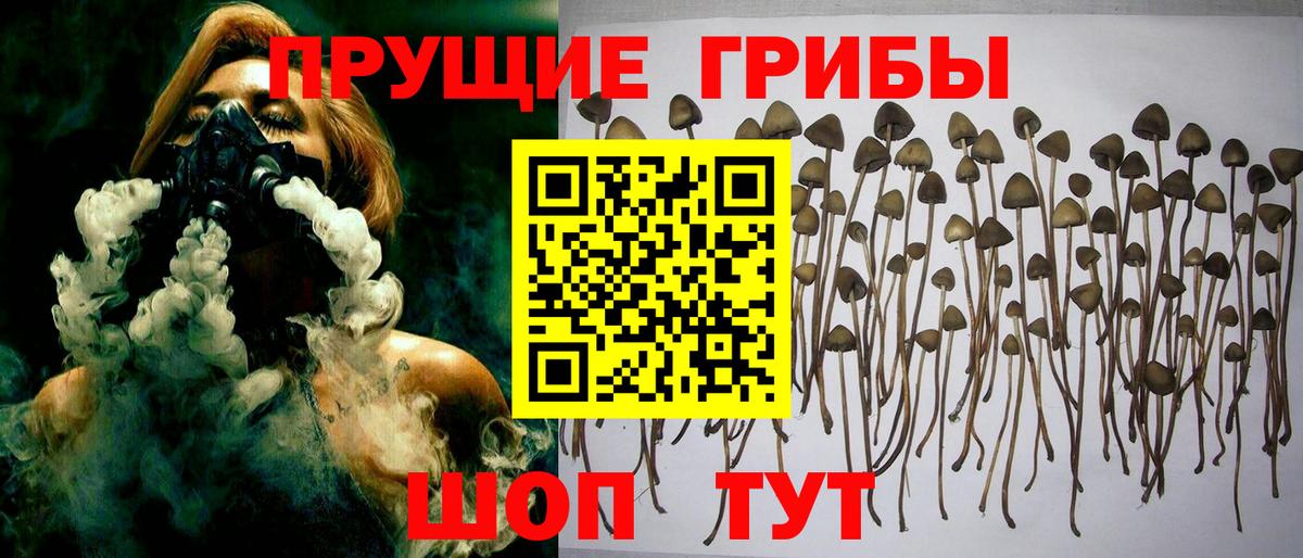 Галлюциногенные грибы Psilocybe  Вход с VPN  Губаха 